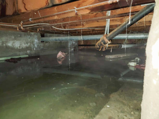 Best Sewage cleanup and water damage restoration  in Lovington, NM